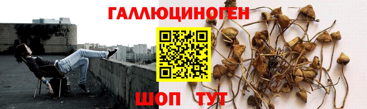 Галлюциногенные грибы Cubensis  где купить наркотик  Стерлитамак  Вход с VPN 